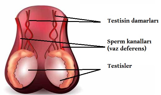 tesitisin kan damarları ve sperm kanalları